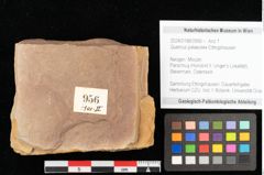 Foto (Objekt + Etikett) von Quercus palaeoilex Ettingshausen (NHMW-GEO-2024-0188-0956)